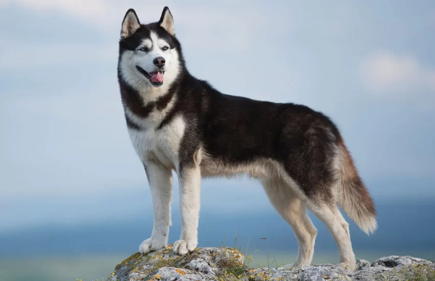 Siberian-Husky-dog