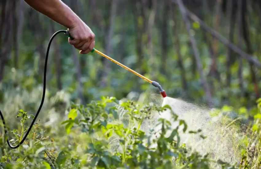 Ensuring a Pest-Free Environment: The Importance of Professional Pest Control
