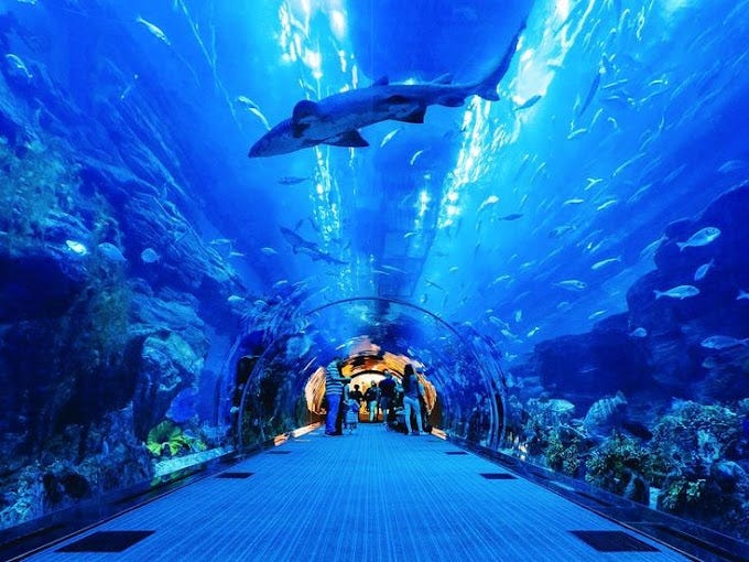 Why You Should Visit the Dubai Aquarium in 2024