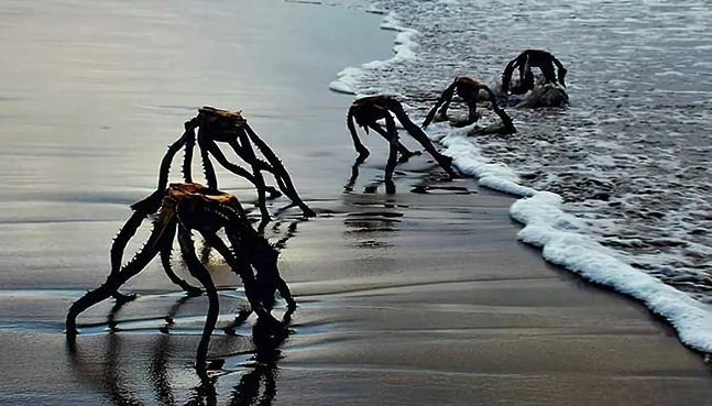 Sea Spiders in South Africa