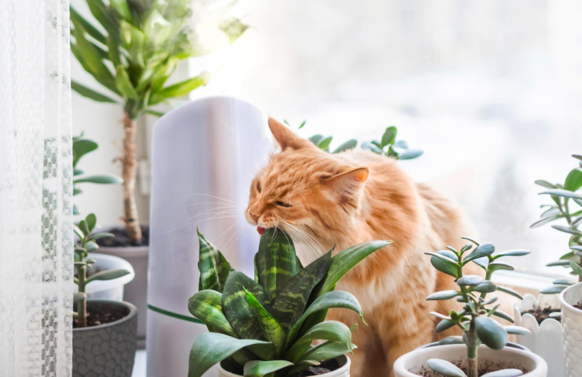 indoor plants for your home